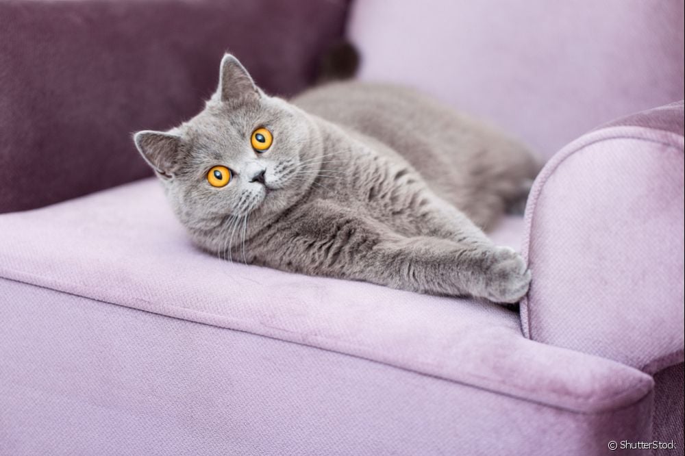  Soffskydd för katter: lär dig hur du skyddar din klädsel från katter