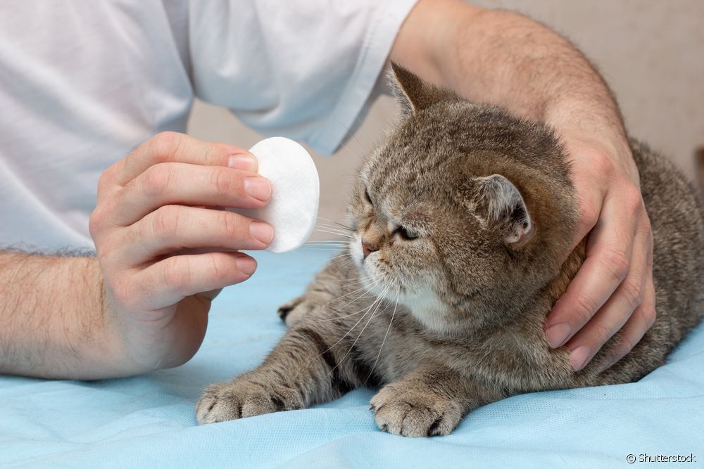  Hvordan rengjøre en katts øre på riktig måte? Lær en gang for alle!