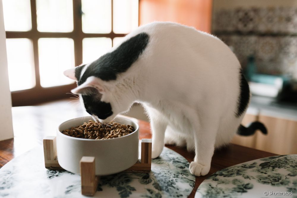  بھوکی بلی: 6 وجوہات کیوں آپ کا پالتو جانور ہمیشہ کھانا مانگتا ہے۔