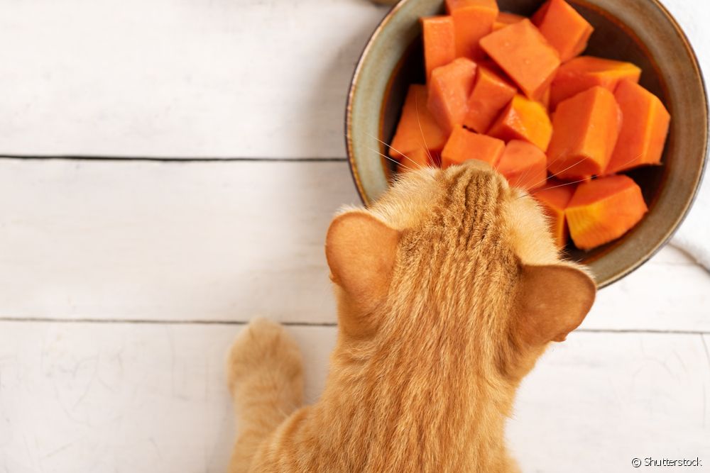  Ar katės gali valgyti papajas?