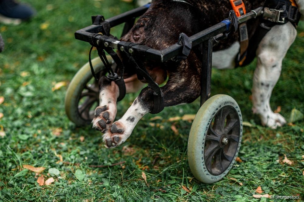  Příslušenství pro paraplegické psy: jak to funguje a jak vyrobit tašku na přetahování