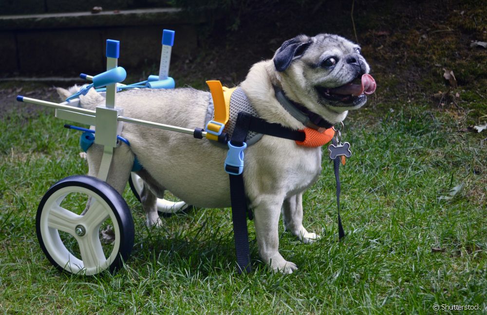  Paraplegic سپي: تر ټولو مهم احتیاطي تدابیر څه دي؟