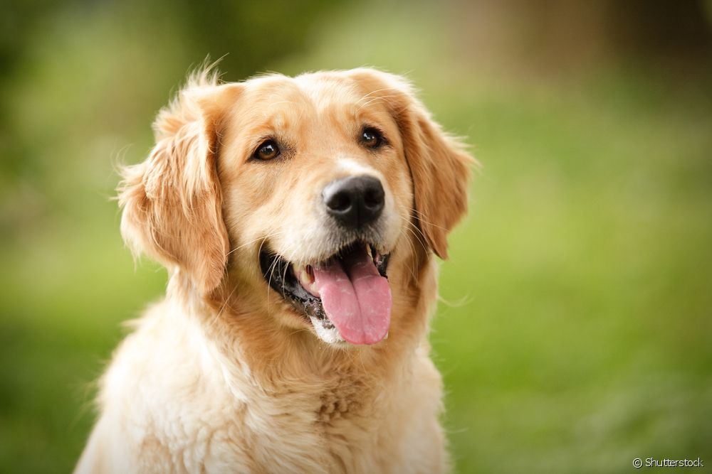  สุนัขนักบำบัด: สายพันธุ์ใดเหมาะสมที่สุดสำหรับงานช่วยเหลือทางอารมณ์?