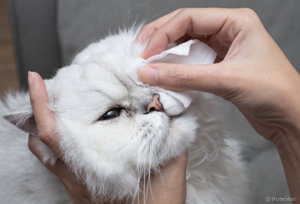  새끼 고양이의 눈을 청소하는 방법?
