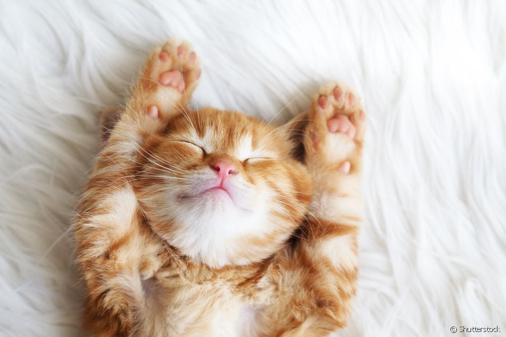  Was bedeutet es, von einem Kätzchen zu träumen?