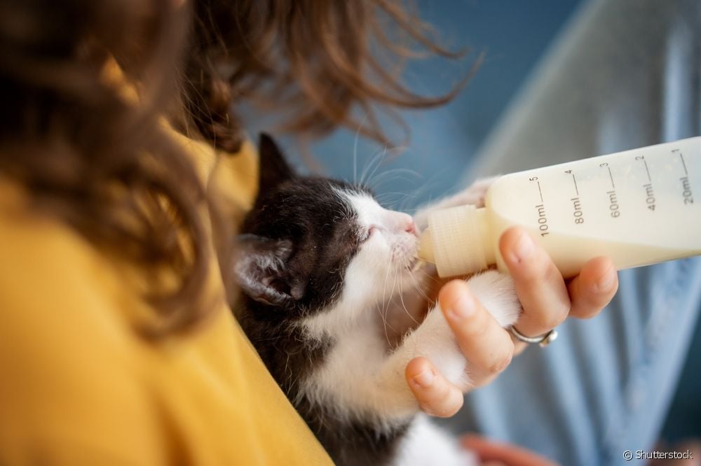  Mākslīgais piens kaķiem: kas tas ir un kā to dot jaundzimušajam kaķim