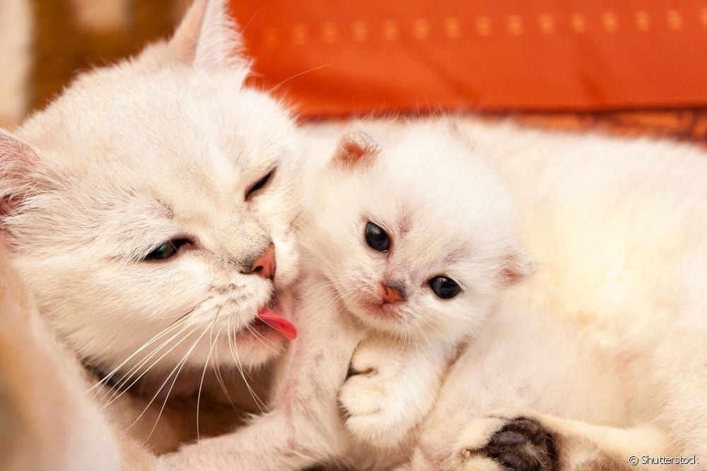  Gata embarazada: 10 preguntas e respostas sobre o parto dunha gata