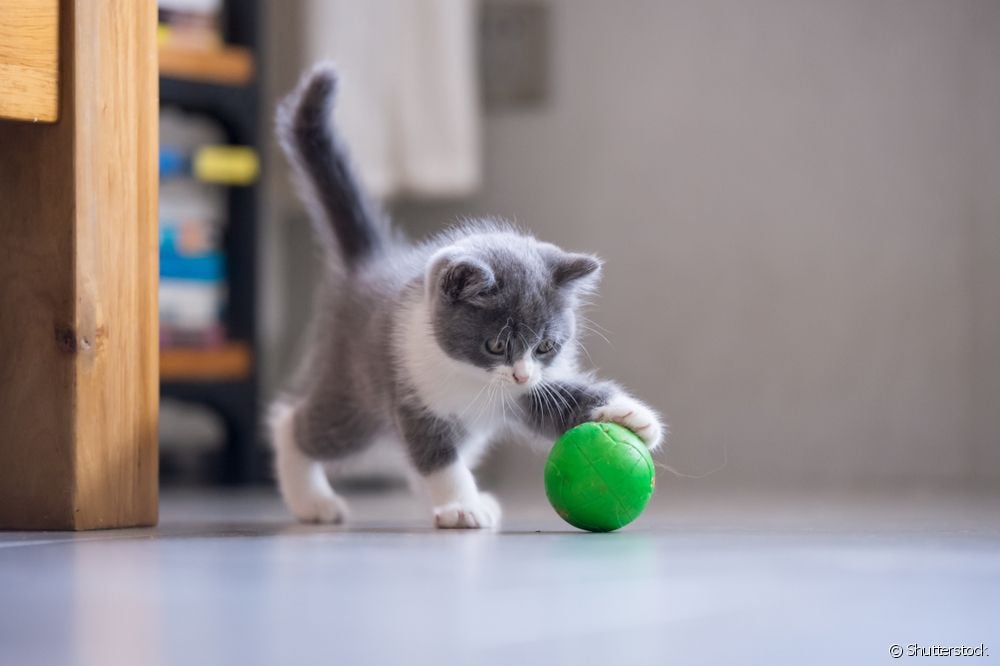  Kittens: ni tabia gani zinazotarajiwa zaidi katika hatua hii?