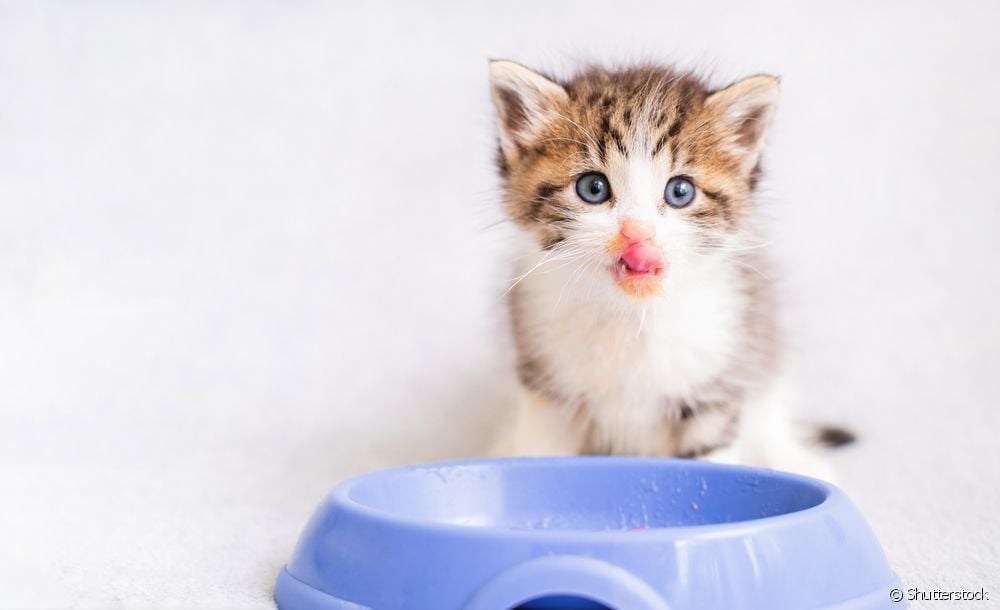  یک بچه گربه در روز چند بار غذا می خورد؟