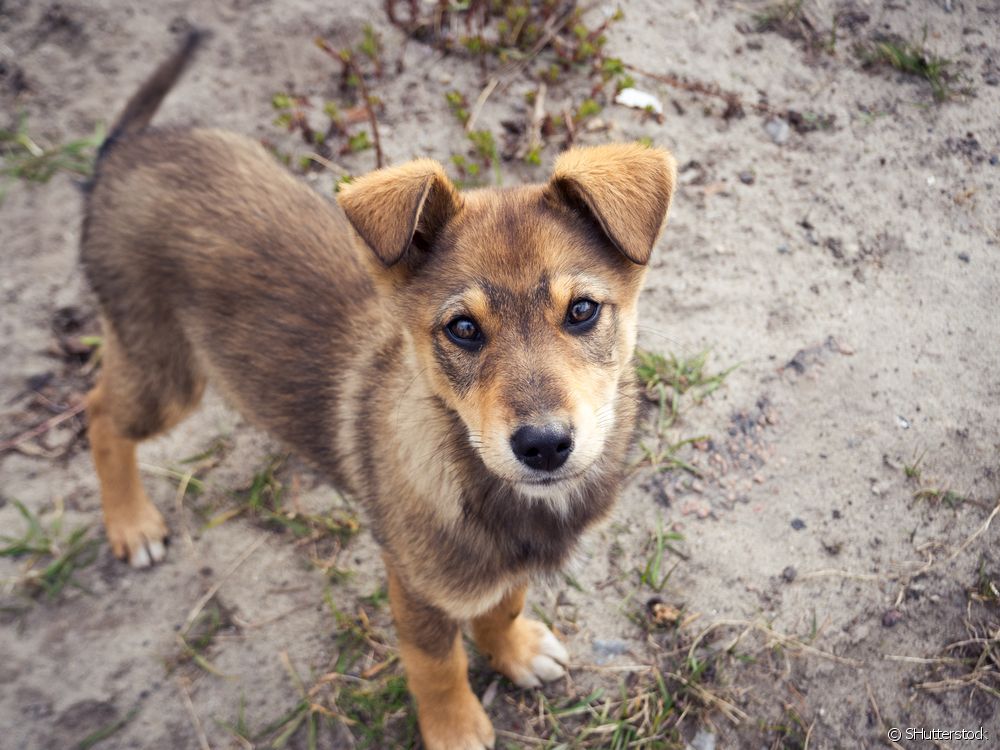  Cachorro de cachorro viral: cales son os coidados máis importantes nesta fase?