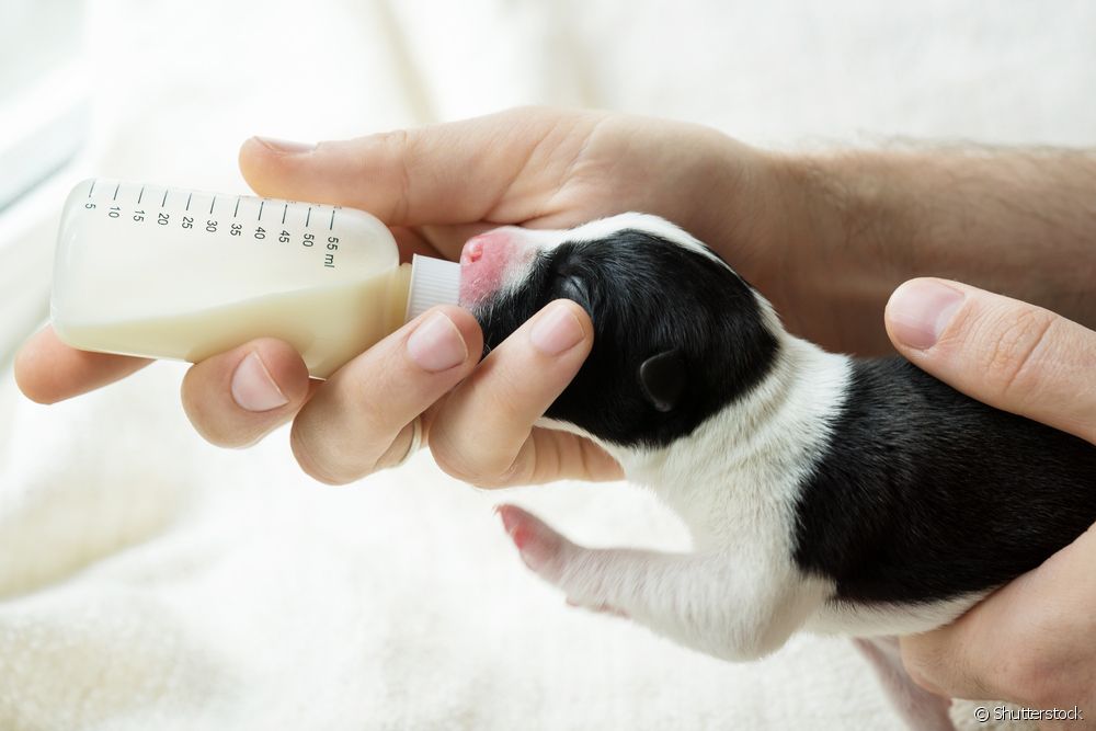  Hogyan kell szoptatni egy kölyökkutyát? Tudjon meg többet a kutyák mesterséges tejéről