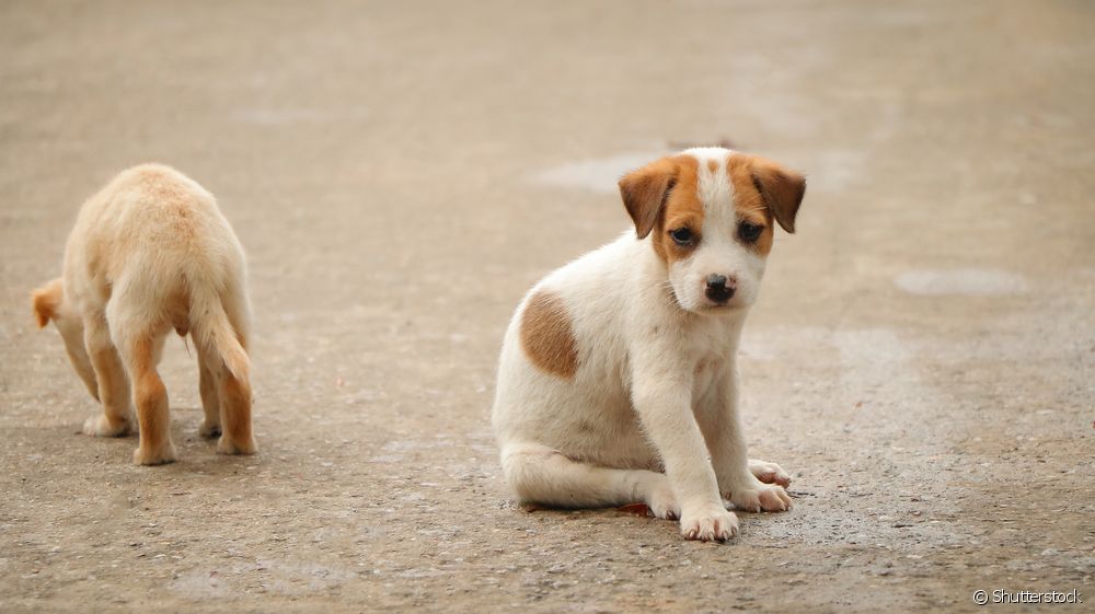 توله سگ ویروسی: از بارداری تا آموزش، هر آنچه باید در مورد توله سگ های SRD بدانید