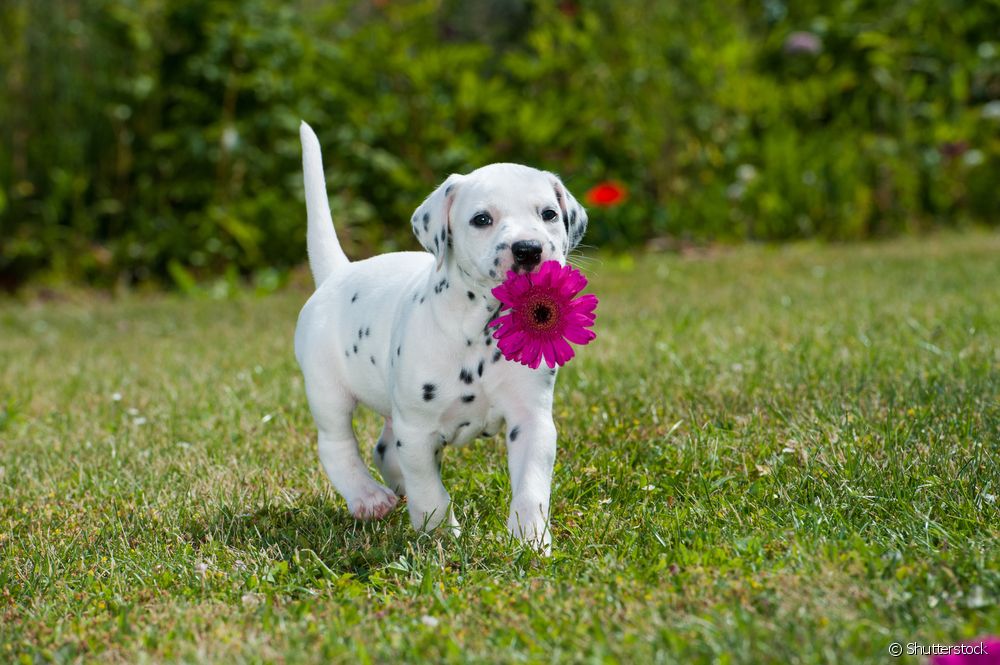  anak anjing Dalmatian: 10 curiosities ngeunaan anak anjing