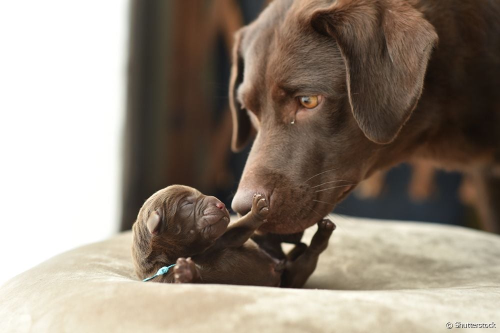  7 otázek a tipů k péči o novorozené štěně