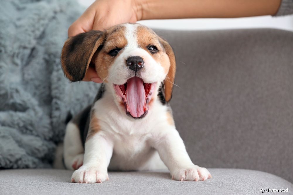  Beagle hundido: kion atendi de la raso en la unuaj monatoj de vivo?