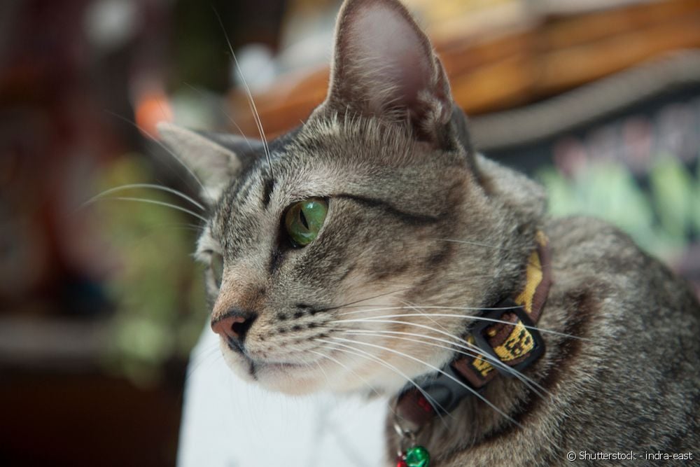  Kiimainen kissa: mitkä ovat oireet ja mitä tehdä kissan rauhoittamiseksi?