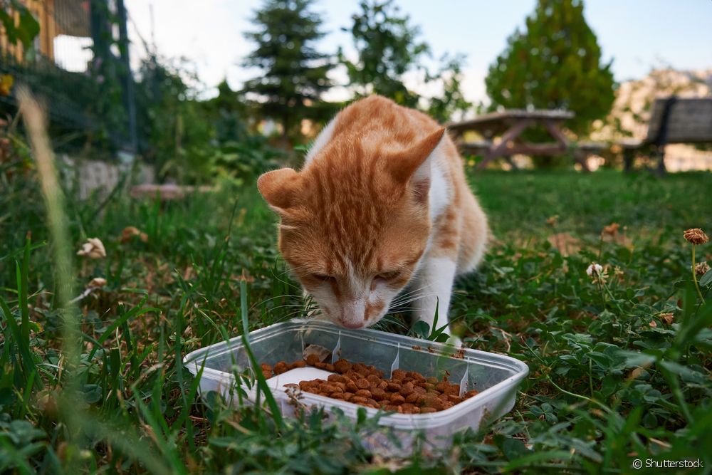  Katt som oppstøter: hva kan det være og når skal man se etter en veterinær?