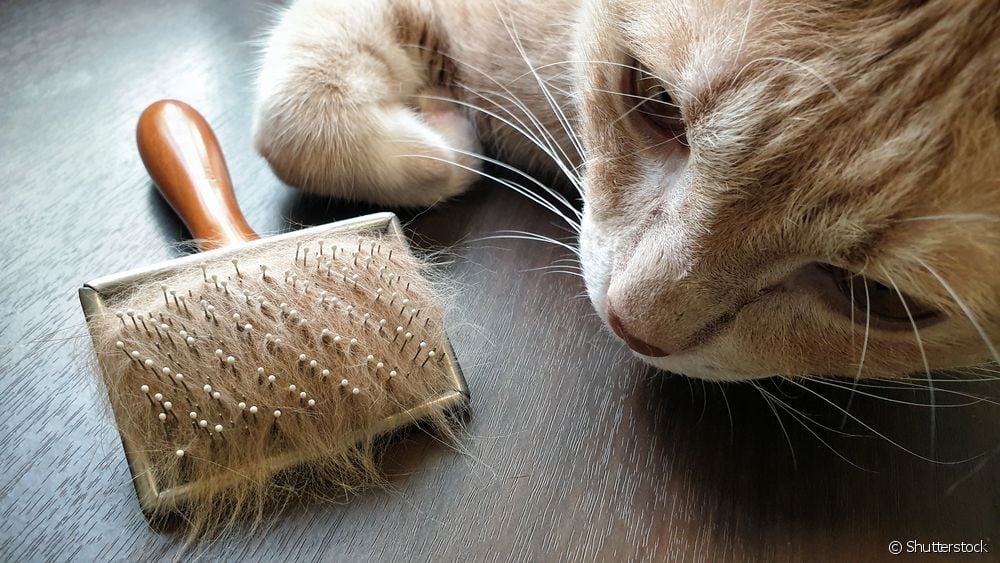  Πώς να βοηθήσετε τη γάτα σας να κάνει εμετό τριχόμπαλες;