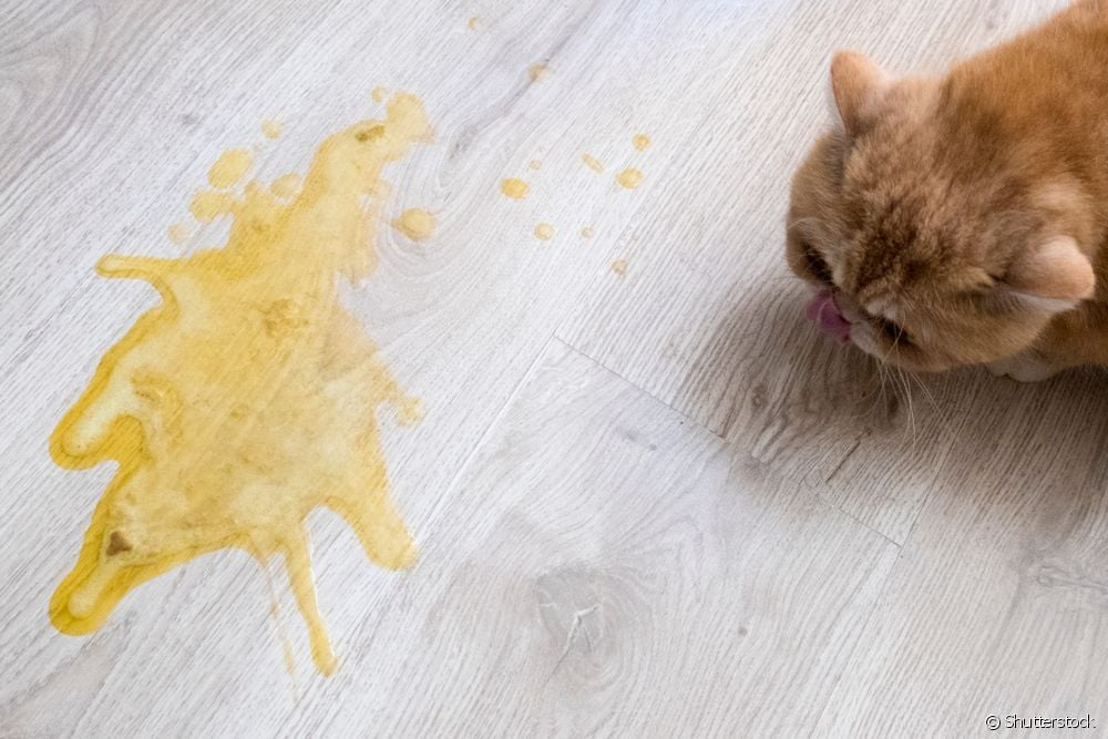  猫が黄色い嘔吐をする：考えられる原因と対処法を見る