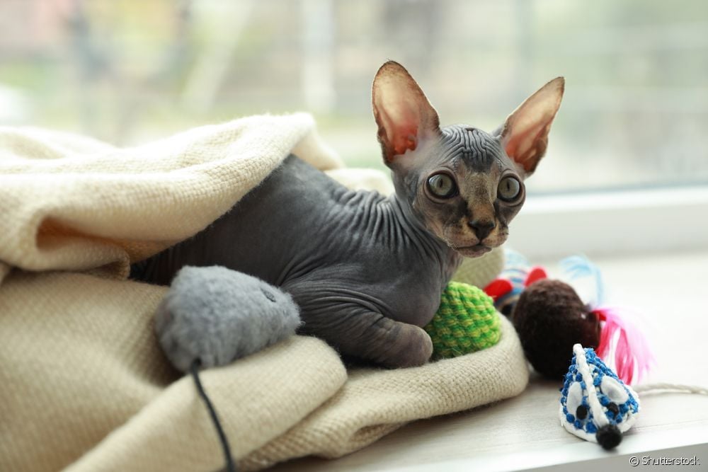  Сфинкс: 13 интересных фактов о бесшерстной кошке