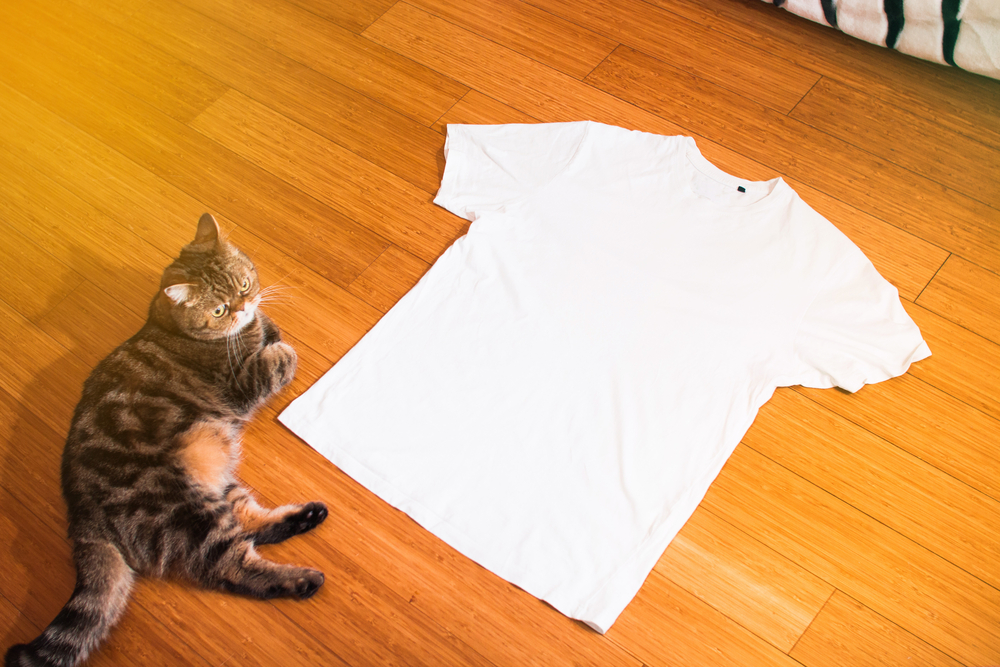  Хирургическая одежда для кошек: шаг за шагом, как сделать ее дома!