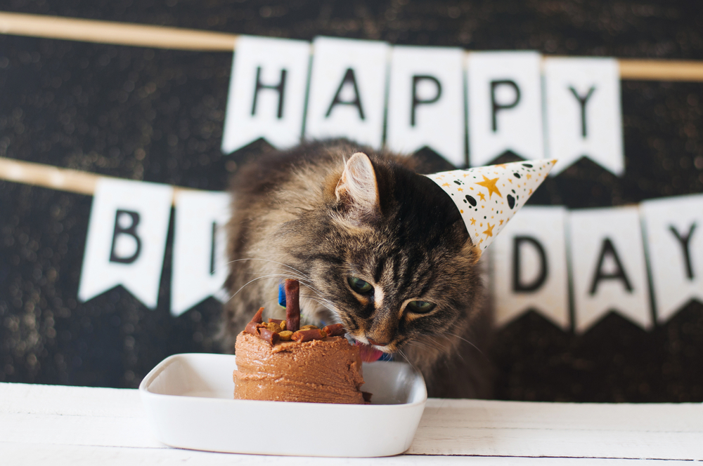  Pesta ulang tahun kucing: cara mengatur, siapa yang harus diundang, dan resep untuk kue dan camilan