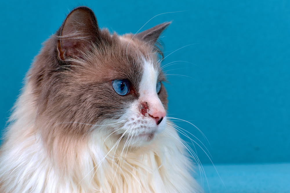  Краста кај мачки: како да се третираат кожни болести со традиционални терапии и домашни лекови?
