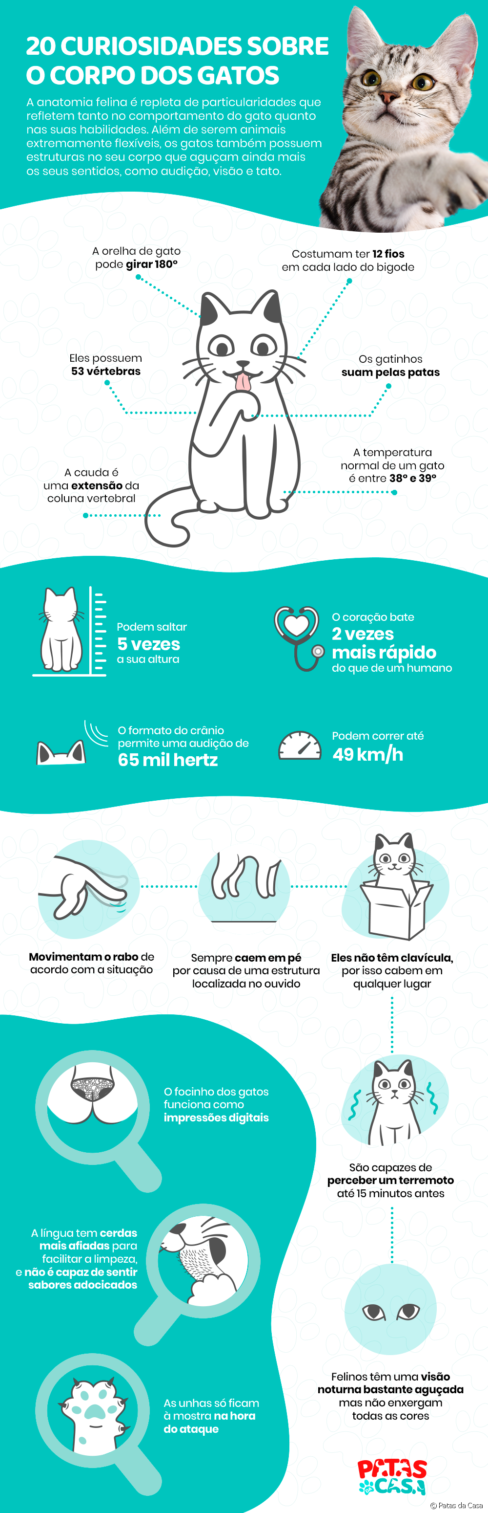  고양이 해부학: 고양이 신체에 대한 20가지 호기심을 인포그래픽으로 나열합니다.