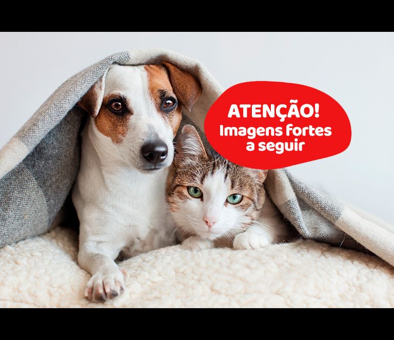 स्पोरोट्रिकोसिस: मांजरीच्या आजाराबद्दल 14 मिथक आणि सत्य