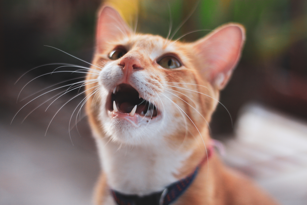  हस्की मांजर सामान्य आहे का? कर्कशपणाची कारणे आणि त्यावर उपचार कसे करावे ते पहा