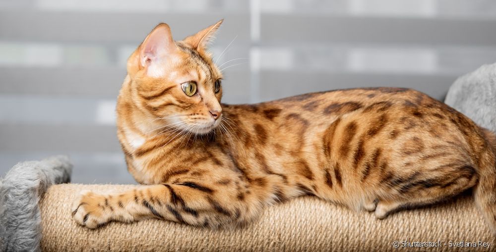  Unisex cat names: 100 tips for calling a male or female kitten