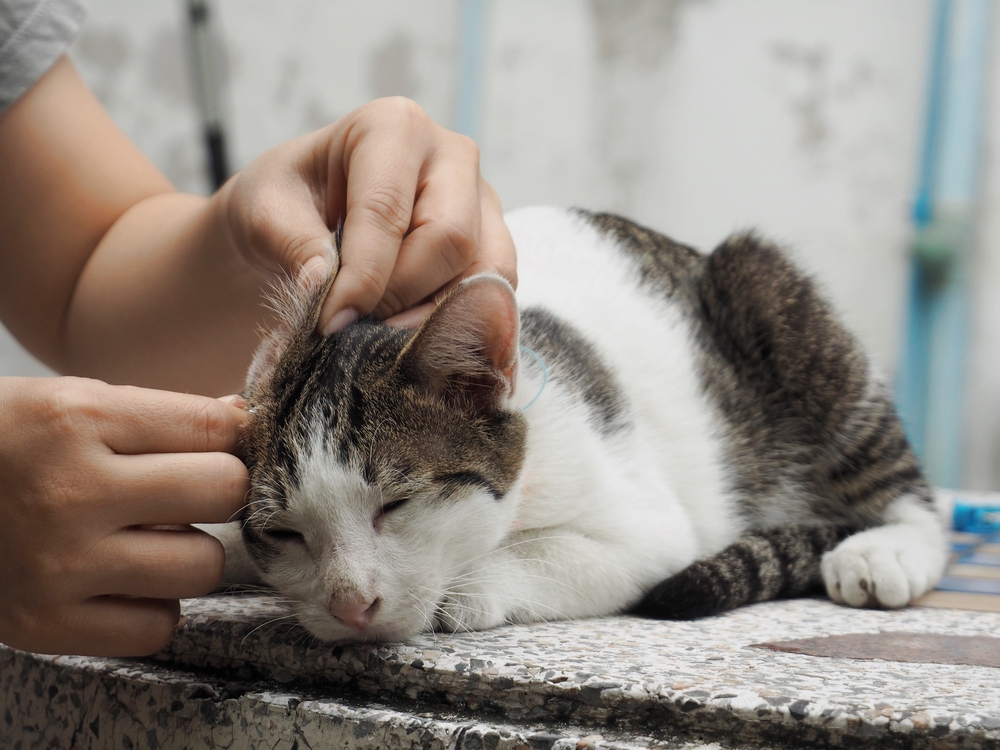  ¿Un gato con las orejas calientes significa que tiene fiebre?