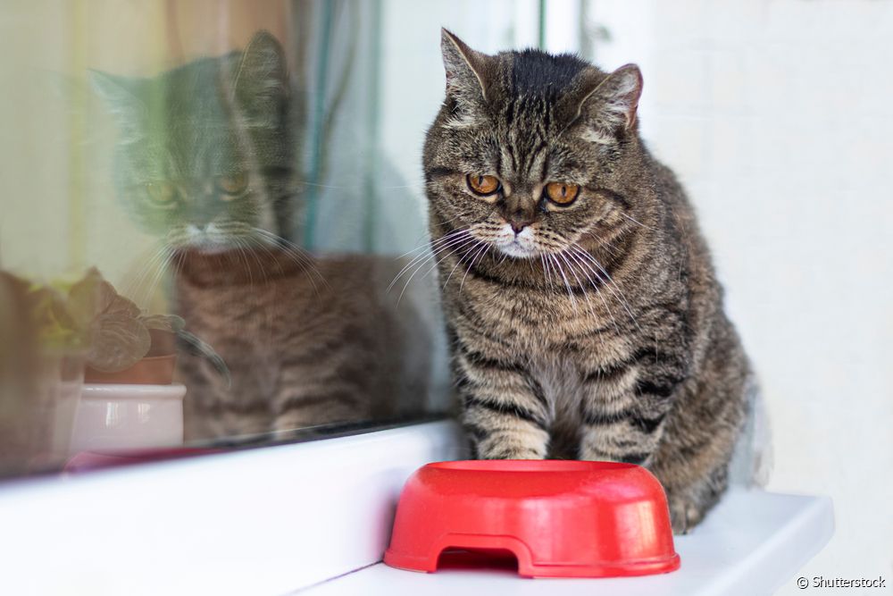  Гунигтай муур: Муурны айдас төрүүлэх 9 шалтгаан