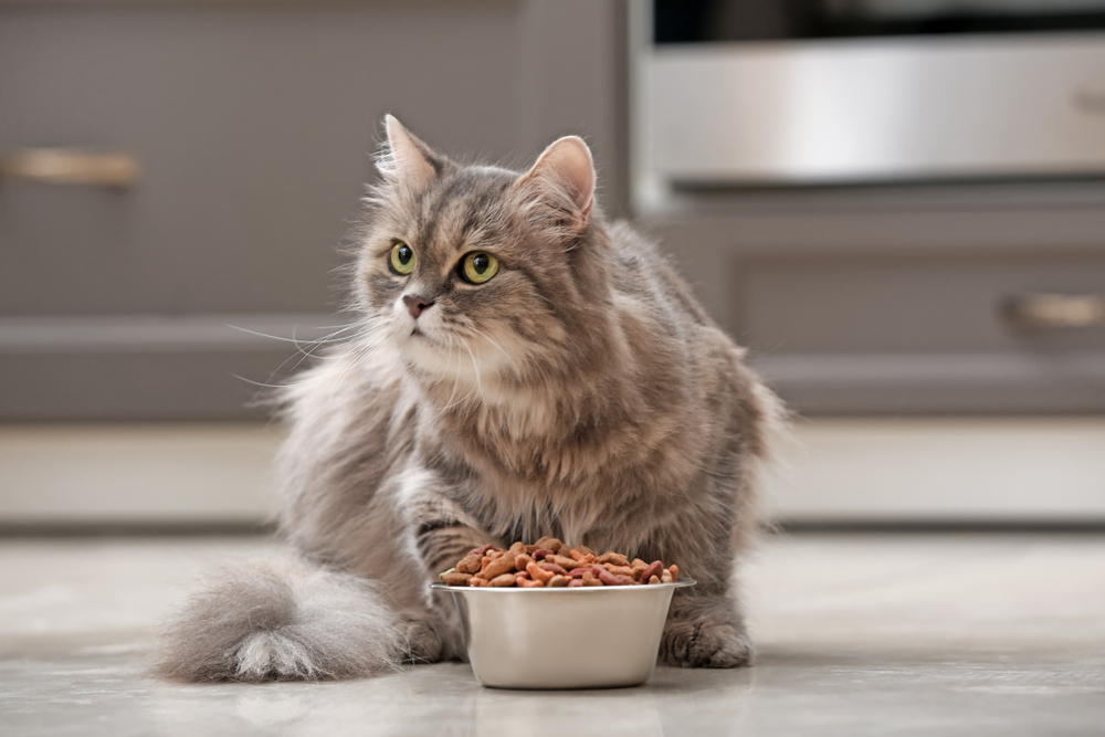 Perhatikan label! Apakah kebaikan omega 3 untuk anjing dan kucing dalam makanan dan sachet?