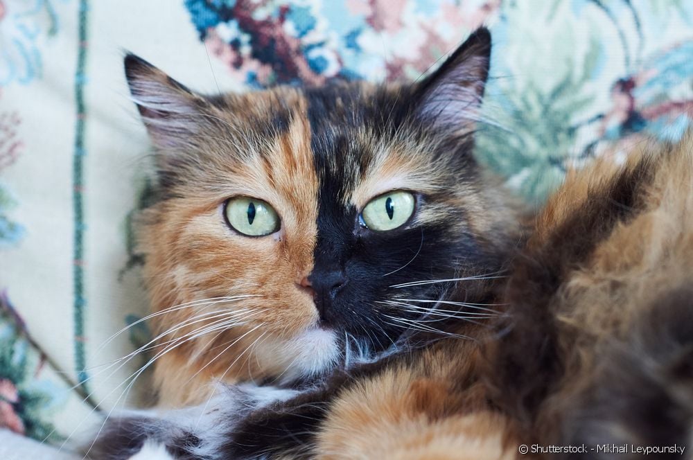  Que é un gato quimera? Mira como se forma, curiosidades e moito máis