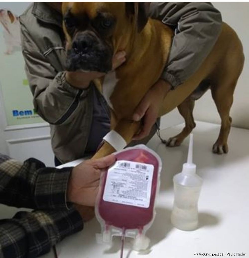  Bluttransfusion bei Hunden: Wie läuft das Verfahren ab, wie wird gespendet und in welchen Fällen ist es empfehlenswert?