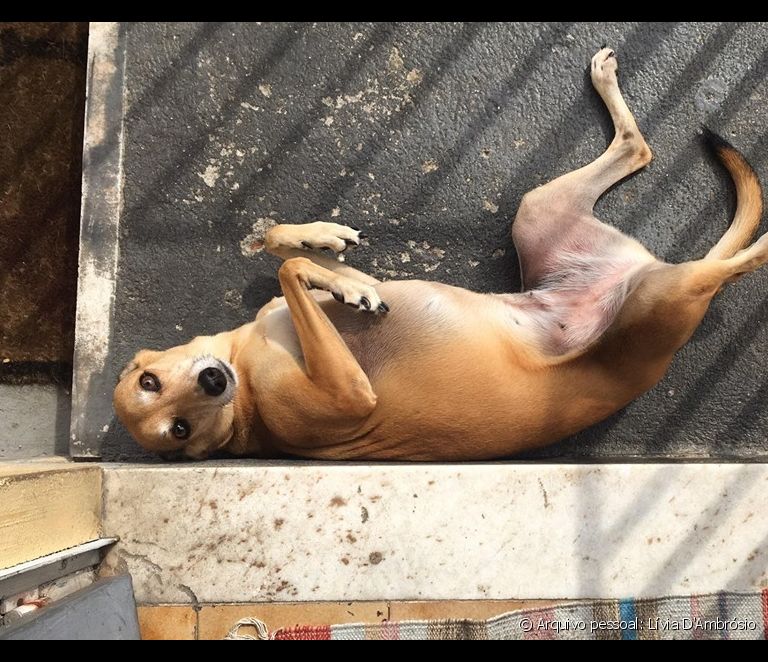 Viralata karamele: skatiet stāstus par suni, kas "pārstāv Brazīliju vairāk nekā samba un futbols"