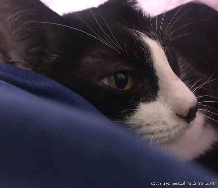 Котка Фражола: настойниците споделят истории с тези котета, които са чиста любов