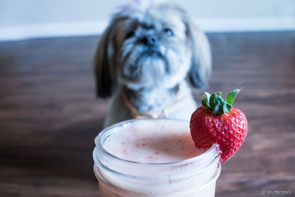  Els gossos poden menjar iogurt?