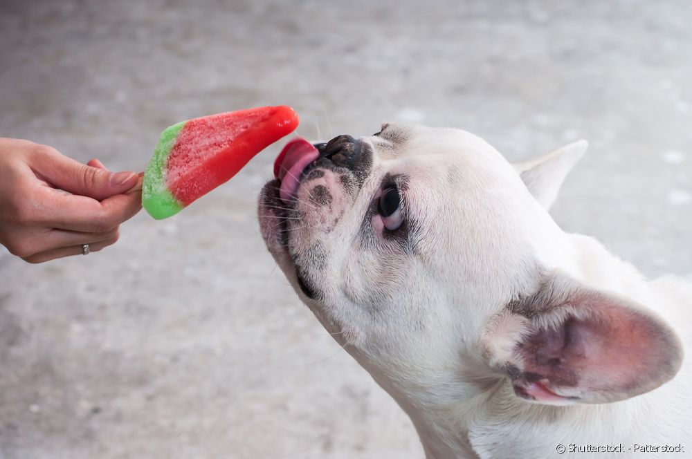  Popsicle vir honde: leer hoe om 'n verfrissende versnapering in 5 stappe te maak