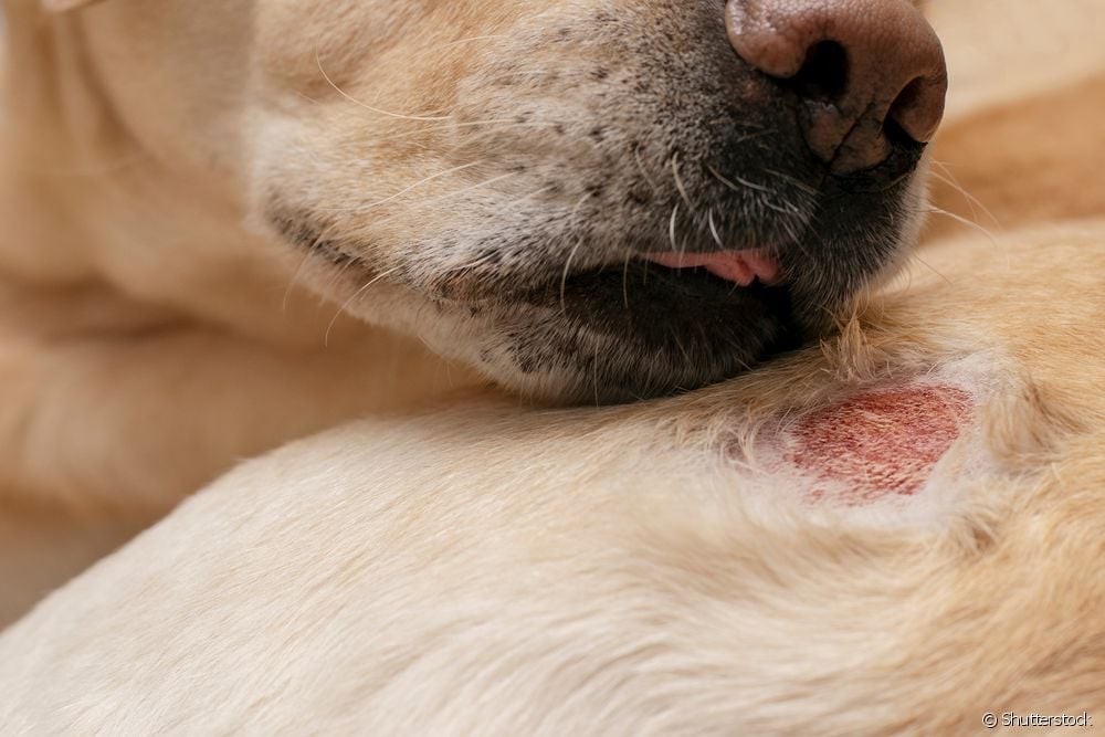  Dermatitis pada anjing akibat gigitan parasit: apa yang harus dilakukan?