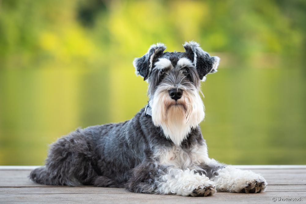  Which dog breeds shed less hair?