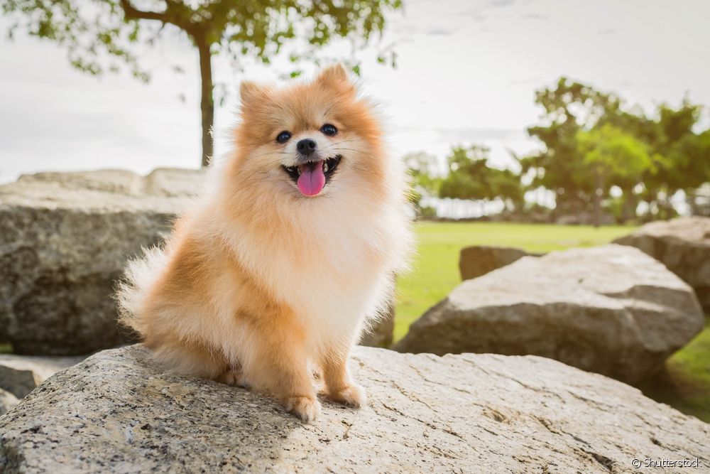  Милые породы собак: знакомство с самыми "тискательными" собаками в мире