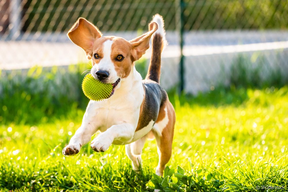  Beagle: 7 điều bạn cần biết về tính cách của loài chó này