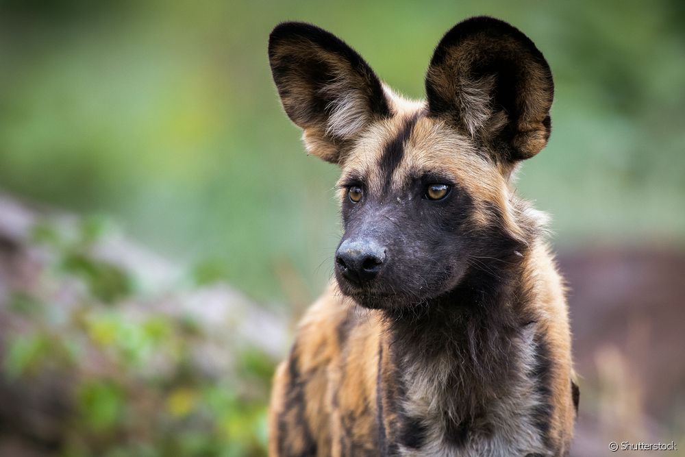  Mabeco-hund: Vild race har system til at vælge leder og tid til at jage