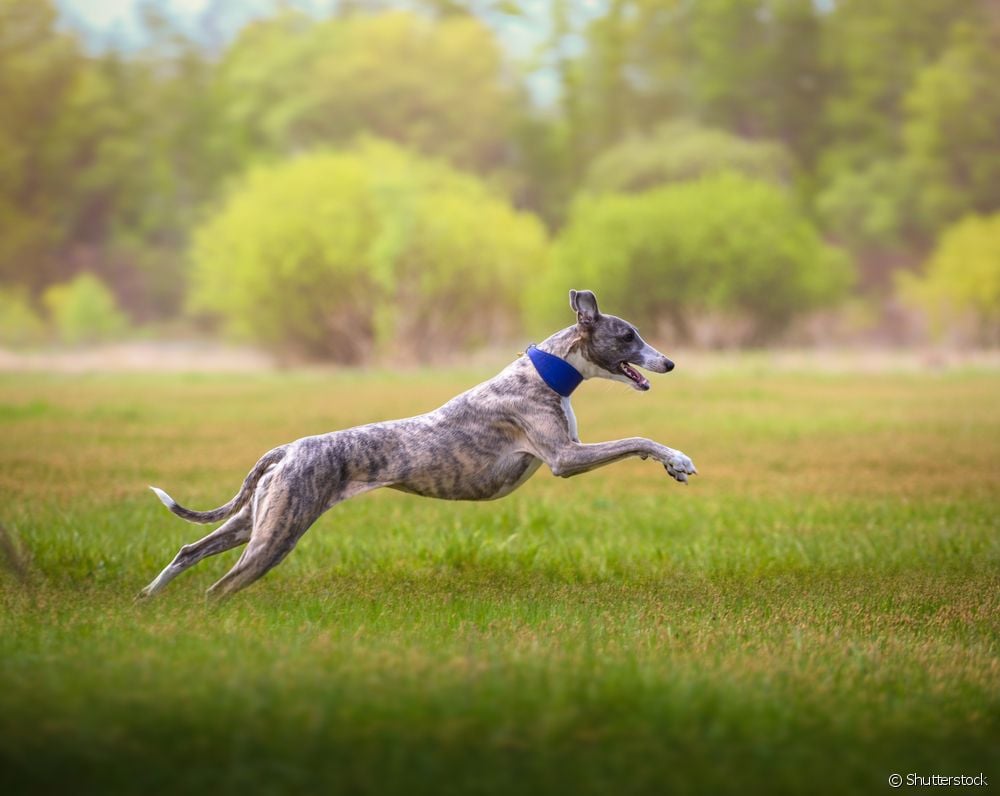  ویپت: راهنمای کامل نژاد سگ از گروه Hound را بررسی کنید