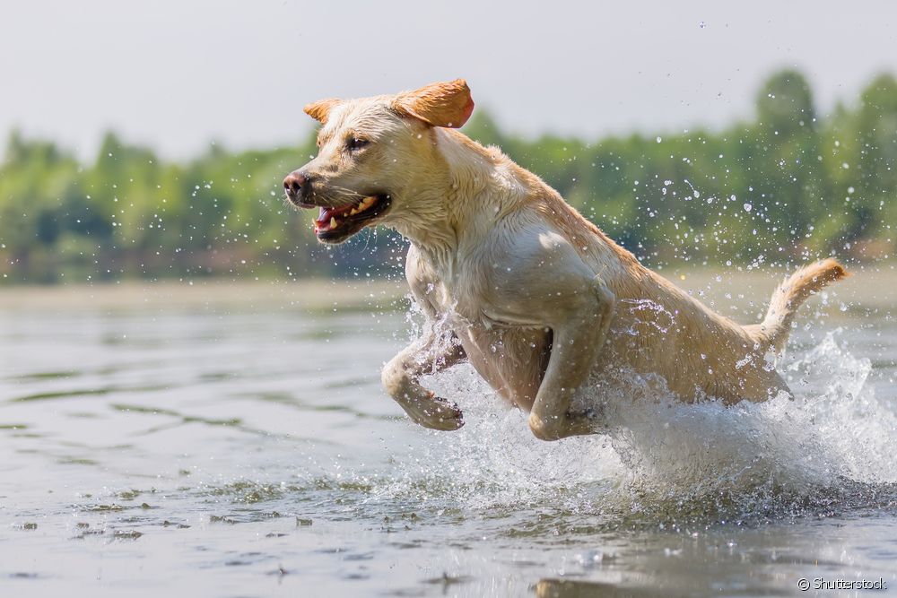  Las 15 mejores razas de perro para acompañarte en la práctica deportiva