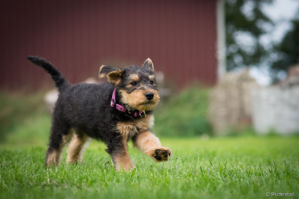  Airedale Terrier: terang sababaraha ciri anjing asal Inggris