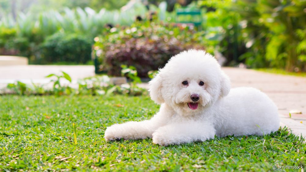  10 باهوش ترین سگ کوچک جهان