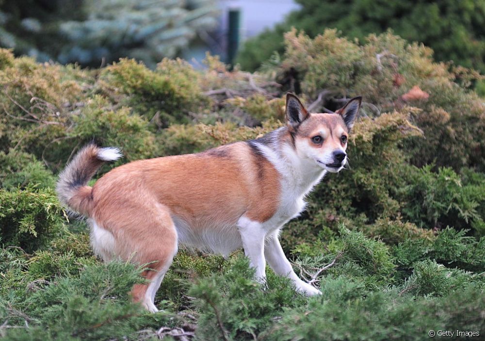  Norsk Lundehund: ketahui beberapa sifat ingin tahu tentang baka anjing ini dengan 6 jari